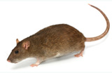 Rodents