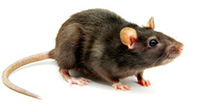 Norway Rat