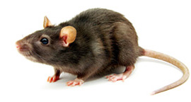 Rat