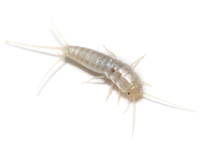 Silverfish