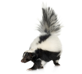 skunk