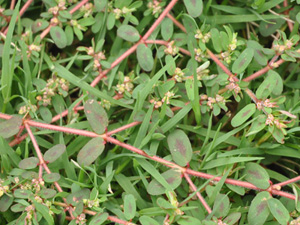 Spotted spurge