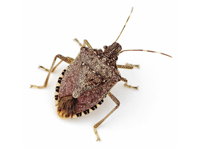 Stink Bug