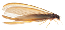 Winged Termite