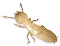 Termite