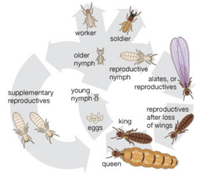 Termite life cycle