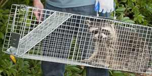 Animal Trapping