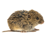 vole