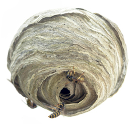 Wasp Nest