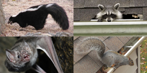 Nuisance Wildlife