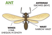 Winged ant
