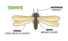 Winged Termite